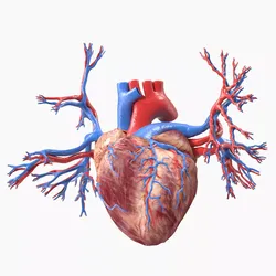 Womens Heart 3D model