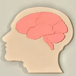 Educational brain puzzle head