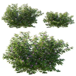 Rosa Carolina Bush 02 3D model