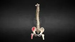 Réplica de columna vertebral / Spine replica