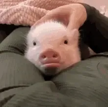 Suporte Alexa Echo Dot 4a e 5a Geração Lying Pig