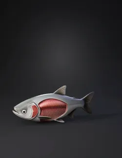 fish cross section anatomy showing internal musculature