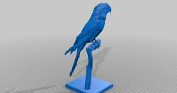 Parrot "Cuban Macaw" by Natural History Museum of Vienna