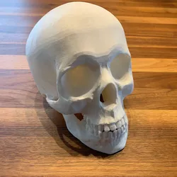 Human skull (hollow)