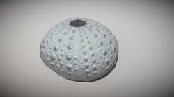Sea Urchin skeleton - Scan to LowPoly