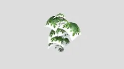 Birch Tree