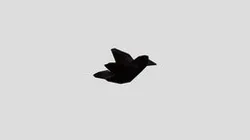 evil crow