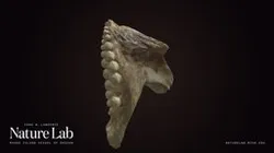 Pharyngeal Teeth from Fish