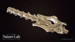 Rat Spine