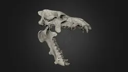 WIP - Not 3D Print Ready - Daeodon Shoshonensis