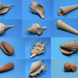 6 scanned shells - shell - shell