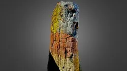 Giant Petrified Tree