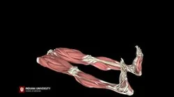 Hip - Fadir Test: Male