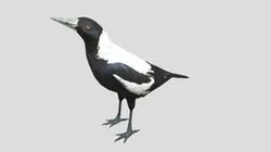 Magpie Blend