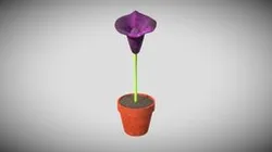 heart_shaped_herb_plant