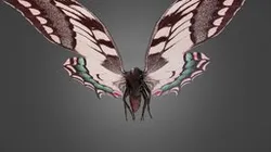 Moth