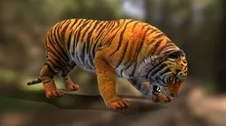 Tiger attack eat v01