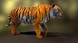 tiger walk v02