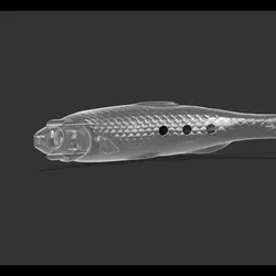 Anchovy fillable 2-part trolling lure