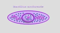 MICROUGHS_Bacillus_anthracis_ZASM