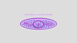 MICROUGHS_Bacillus_anthracis_ZASM