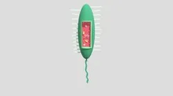 MICROUGHS_Cyanobacteria_N.M.C.M_N.A.M.R