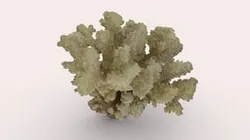 Coral skeleton