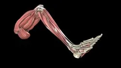 Foot & Ankle - Anterior Drawer - Female