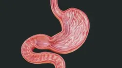 Human Stomach