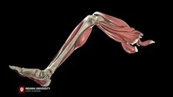 Knee - ACL: Anterior Drawer - Female