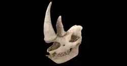 rhino skull 3D model
