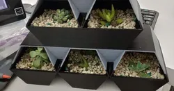 succulent pot