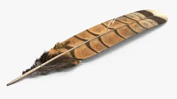 Ruffed Grouse Feather 3D model