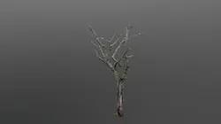 The Old Dead Tree