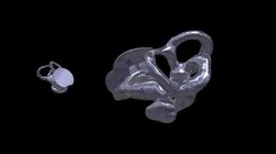 Inner Ear