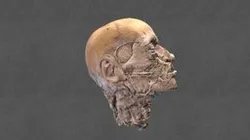 Músculos de La Cara / Face Muscles