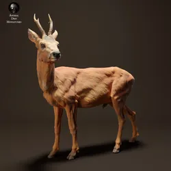 Roe Deer