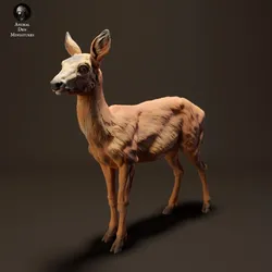 Roe Deer Doe