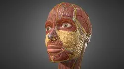 Human Face Anatomy - Skull Muscles Nerves Veins