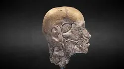 Músculos de la cara HD / Face muscles HD