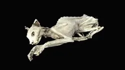 Mummified Cat