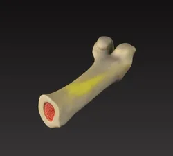 bone