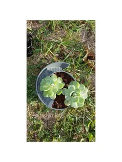 Circle Flower Pot 03