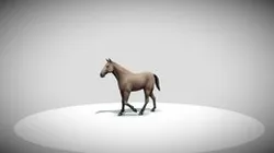 Horse Walk
