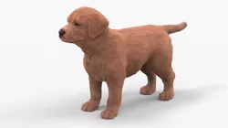 Brown Labrador Retriever Puppy Fur 3D model