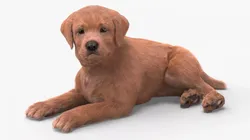 Brown Labrador Retriever Puppy Lying Down Fur 3D model