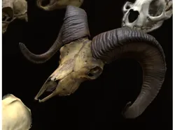 Collection of Animal Skulls