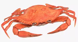 Crab 3D model