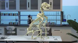 Dog Skeleton Anatomy Rigged 3D model
