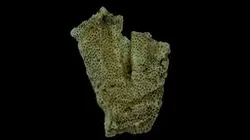 Fossil coral 3